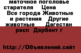 маточное поголовье старателя  › Цена ­ 2 300 - Все города Животные и растения » Другие животные   . Дагестан респ.,Дербент г.